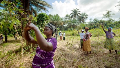 Un grupo de mujeres agricultoras de Guinea.