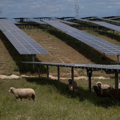 Cáceres/Trujillo/11-05-2021:  Un rebaño de ovejas pasta bajos las placas solares de la planta fotovoltaica La Solanilla en Trujillo (Cáceres) de la empresa Fotowatio Renewable Ventures (FRV).