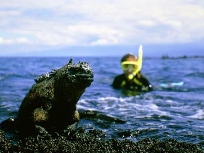 Un buceador observando una iguana en las islas Galápagos.