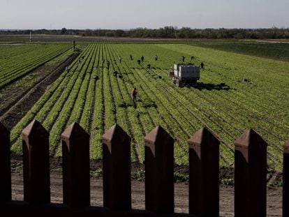 Agricultores. Peñitas, Texas (Estados Unidos).