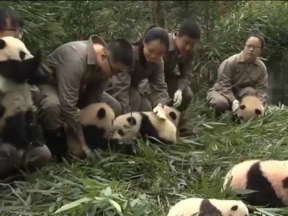 Fotografían juntas a las 36 crías de oso panda que han nacido a lo largo de 2017 en China.