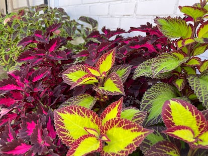 Three varieties of coleus growing together.