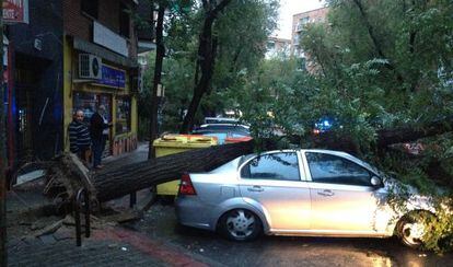 &Aacute;rbol ca&iacute;do en la calle de Marqu&eacute;s de Jura Real, en Carabanchel.