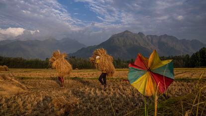 Dos agricultores cargan arroz cosechado en un campo a las afueras de Srinagar, en Cachemira, territorio controlado por India.