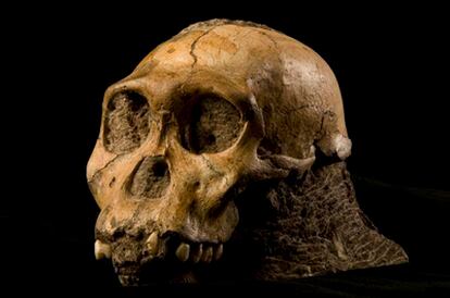 Cráneo de la especie <i>A.sediba</i> descubierto en el yacimiento de Malapa (Suráfrica)