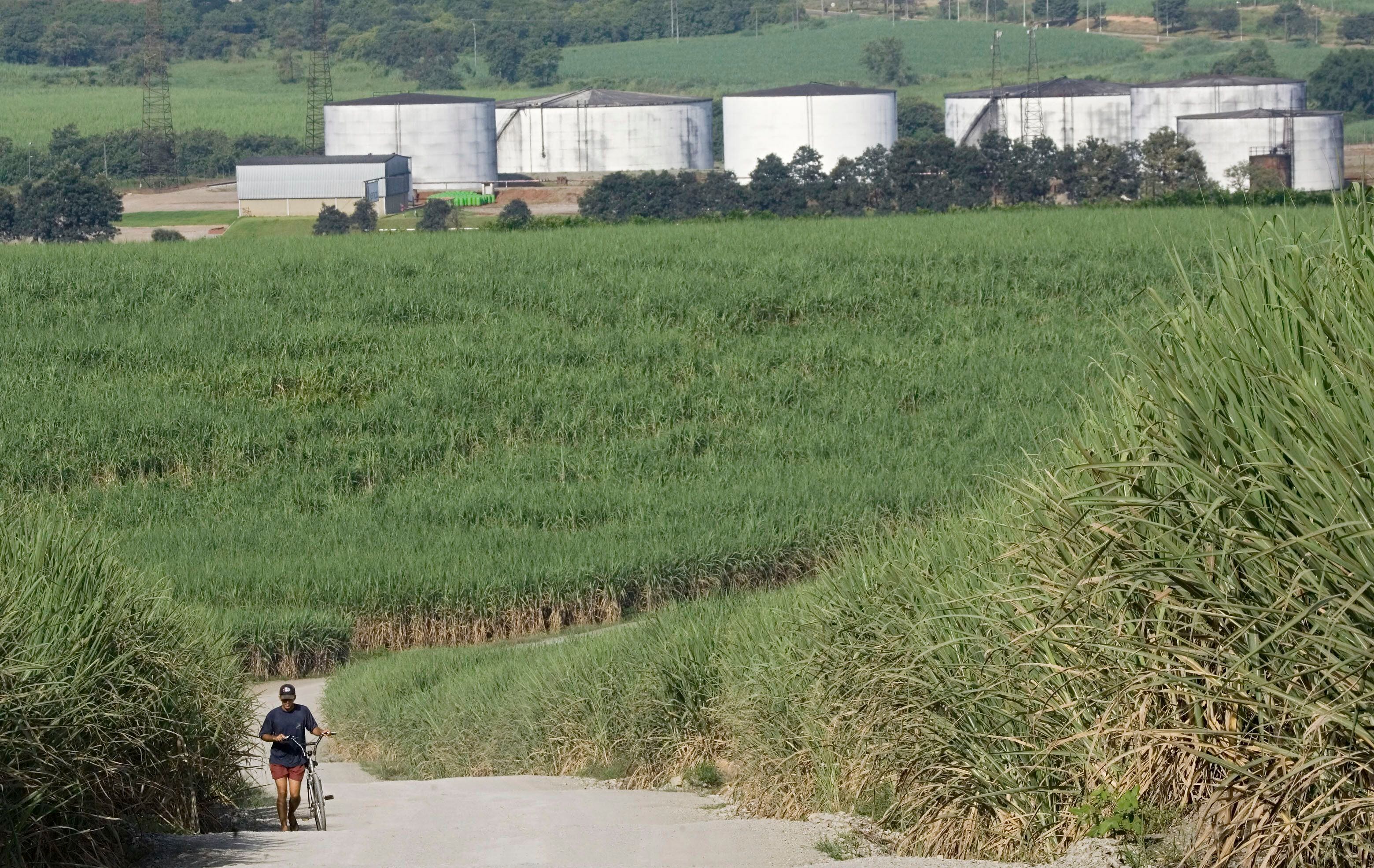 Una persona camina entre campos de caña de azúcar en Piracicaba, Brasil. Al fondo, tanques llenos de etanol.