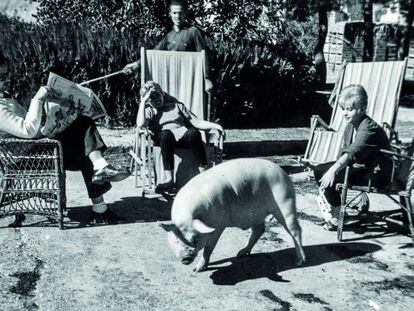 Una família al jardí de casa seva en companyia d'un porc.