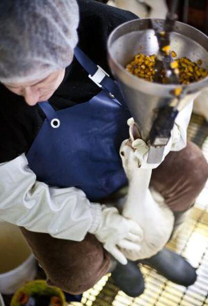 Imáganes de la investigación de Igualdad Animal en la granja Momotegi, que provee foie gras a Mugaritz.