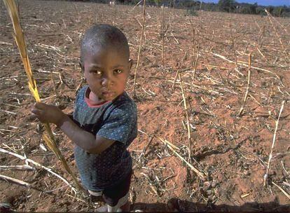 Ayanda, un niño de 4 años, sostiene una mazorca de maíz en un campo seco en Zimbabue