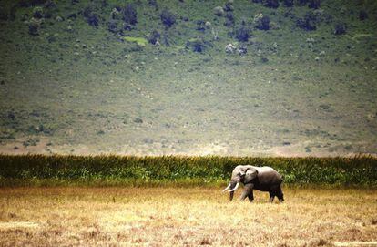 Un elefante en un paraje natural en el norte de Tanzania. Un diez por ciento de la superficie de la naturaleza virgen del planeta, alrededor de unos 3,3 millones de kilómetros cuadrados, ha desaparecido en las últimas dos décadas, especialmente en la Amazonía y África Central, según un estudio australiano.