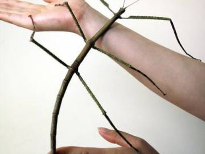 El insecto palo más largo del mundo.