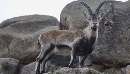 Ejemplar de cabra mont&eacute;s en el Parque Nacional del Guadarrama.