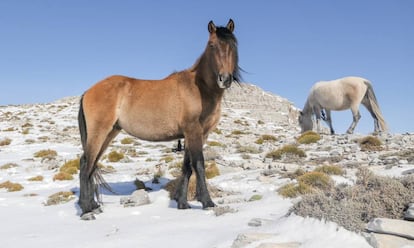 Dos caballos en una imagen de archivo.
