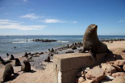 La isla de Lobos es una reserva natural cerca de Punta del Este en la que se pueden ver a los leones marinos.