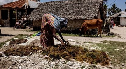 Una mujer recoge un cultivo de algas a orillas del océano Índico en Bjwejuu.