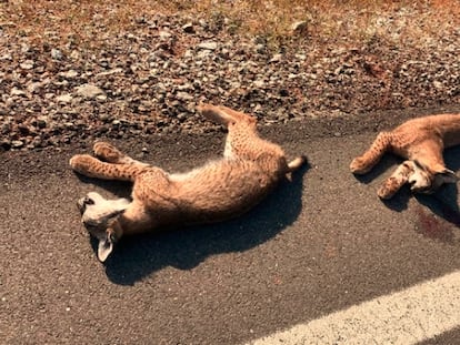 Los linces encontrados en la carretera que enlaza Vilches y Linares.