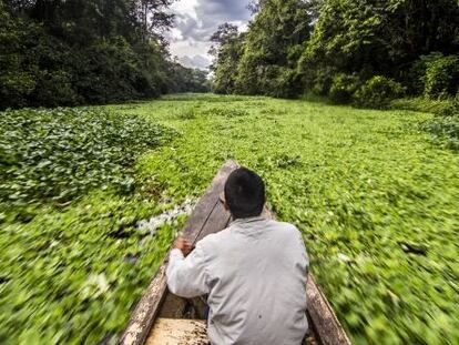 Un canoa cruza la vegetación en el río Yanayacu, en la Amazonia peruana.