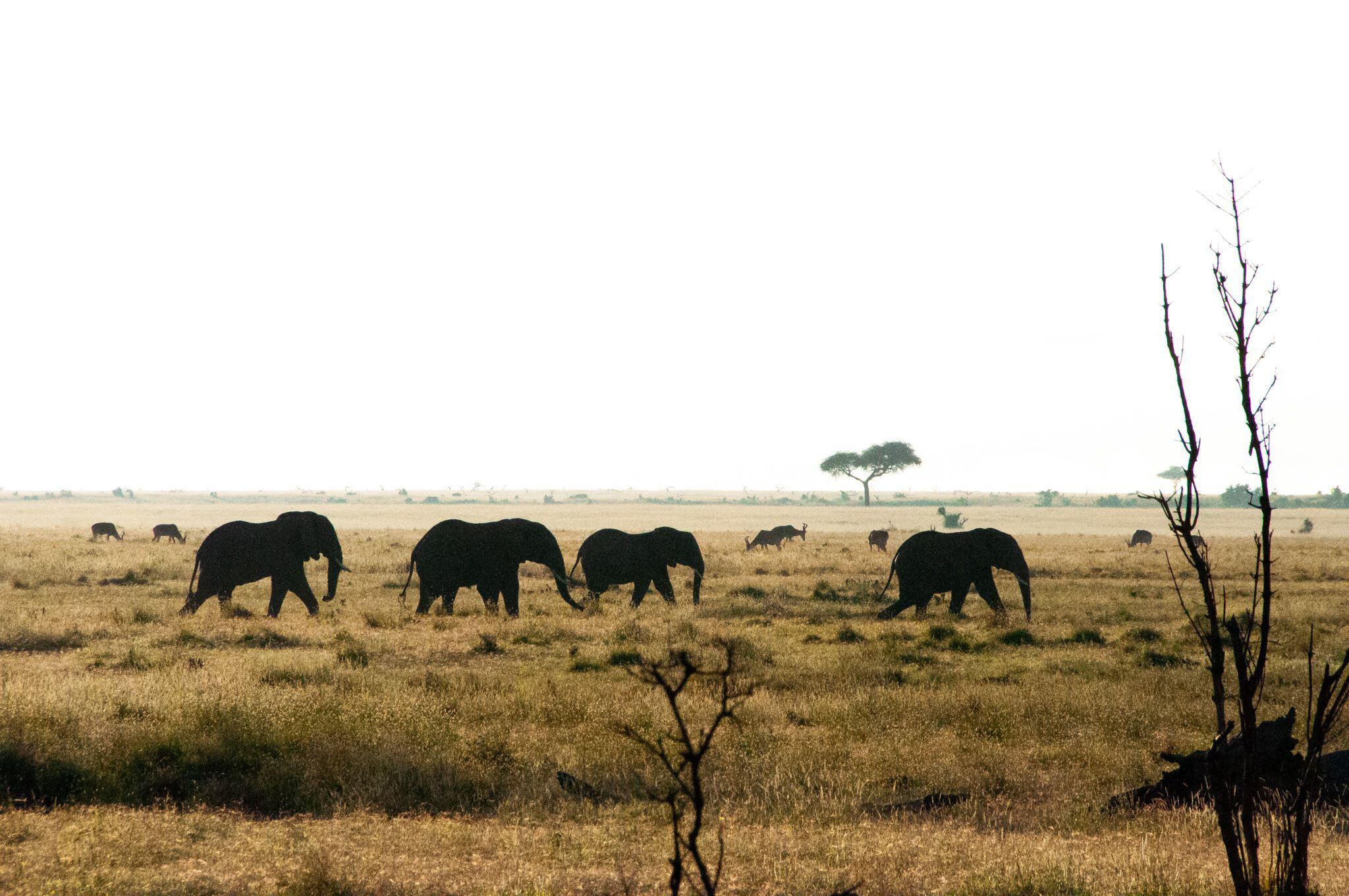 Manada de elefantes en la Lewa Wildlife, en Nairobi. Imagen proporcionada por el Hotel Lewa House de Kenia. 
