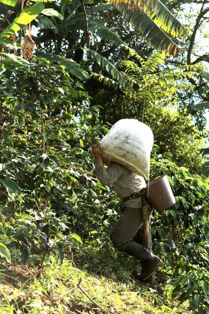 Un trabajador carga un saco de café en una empinada plantación a más de 1.800 metros en las montañas de Cundinamarca (Colombia), donde la maquinaria no puede entrar por el difícil terreno.