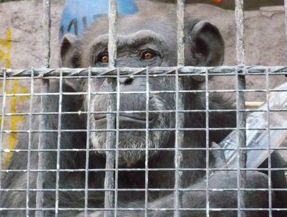 Cecilia, chimpanc&eacute; de un zool&oacute;gico argentino considerada &#039;Sujeto de derecho no humano&#039; en 2015