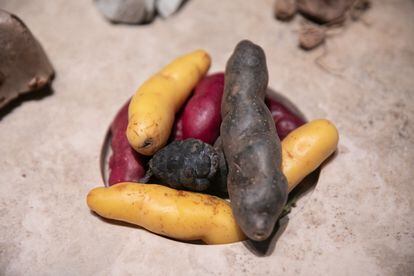 Algunos de los ingredientes y objetos de cocina traídos desde distintos sitios de Perú a Mater. En la imagen, papas nativas.