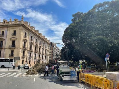 La rama del ficus centenario caída en el Parterre de Valencia. La policía ha cortado al tráfico los alrededores.