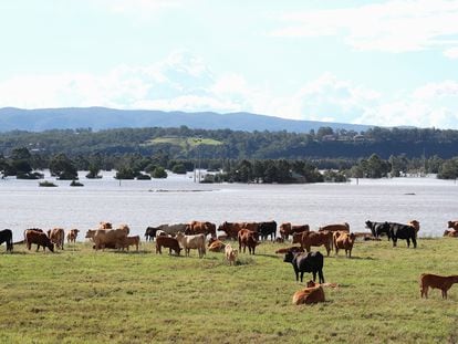 Unas vacas, en una granja en Richmond (Australia), en marzo de 2021.