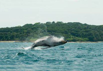 Avistamiento de ballenas jorobadas en la costa del Pacífico de Panamá.