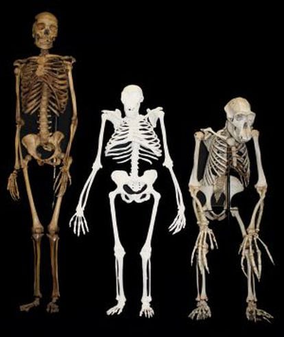 Los esqueletos de una peque&ntilde;a hembra de &lsquo;Homo sapiens&rsquo; (izquierda), de un &lsquo;A.Sediba&rsquo; (centro) y de un chimpanc&eacute; (&lsquo;Pan troglodytes&rsquo;). 
 
 