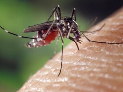 Un ejemplar de Aedes albopictus, conocido como mosquito tigre, sobre la piel de un humano.