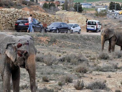 GRAF4580. POZO CAÑADA (ALBACETE), 02/04/2018.- Uno de los elefantes que ha resultado herido tras volcar el camión en el que viajaba hoy en la A-30, a su paso por Pozo Cañada (Albacete). De los cinco elefantes que transportaba el camión, uno ha muerto y otros dos están heridos. EFE/Manu