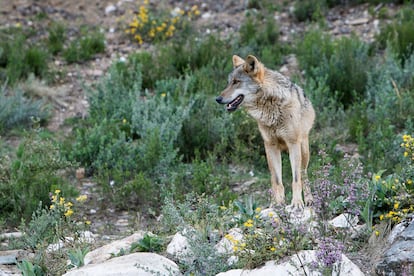 Un lobo de una manada criada en semilibertad en Robledo de Chavela (Madrid).