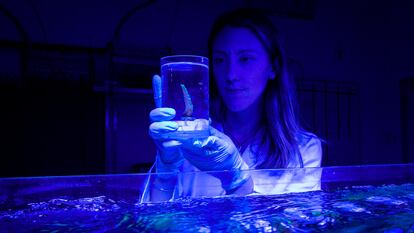 Emma Camp con una muestra de coral conservada para su análisis.