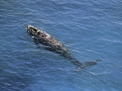 Un ejemplar de ballena franca, en una imagen de archivo. 