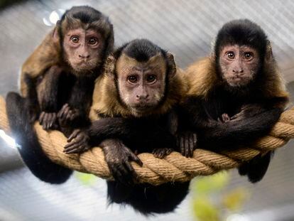 Tres monos capuchinos en el Zoológico de San Petersburgo, en Rusia, el 6 de octubre de 2017.