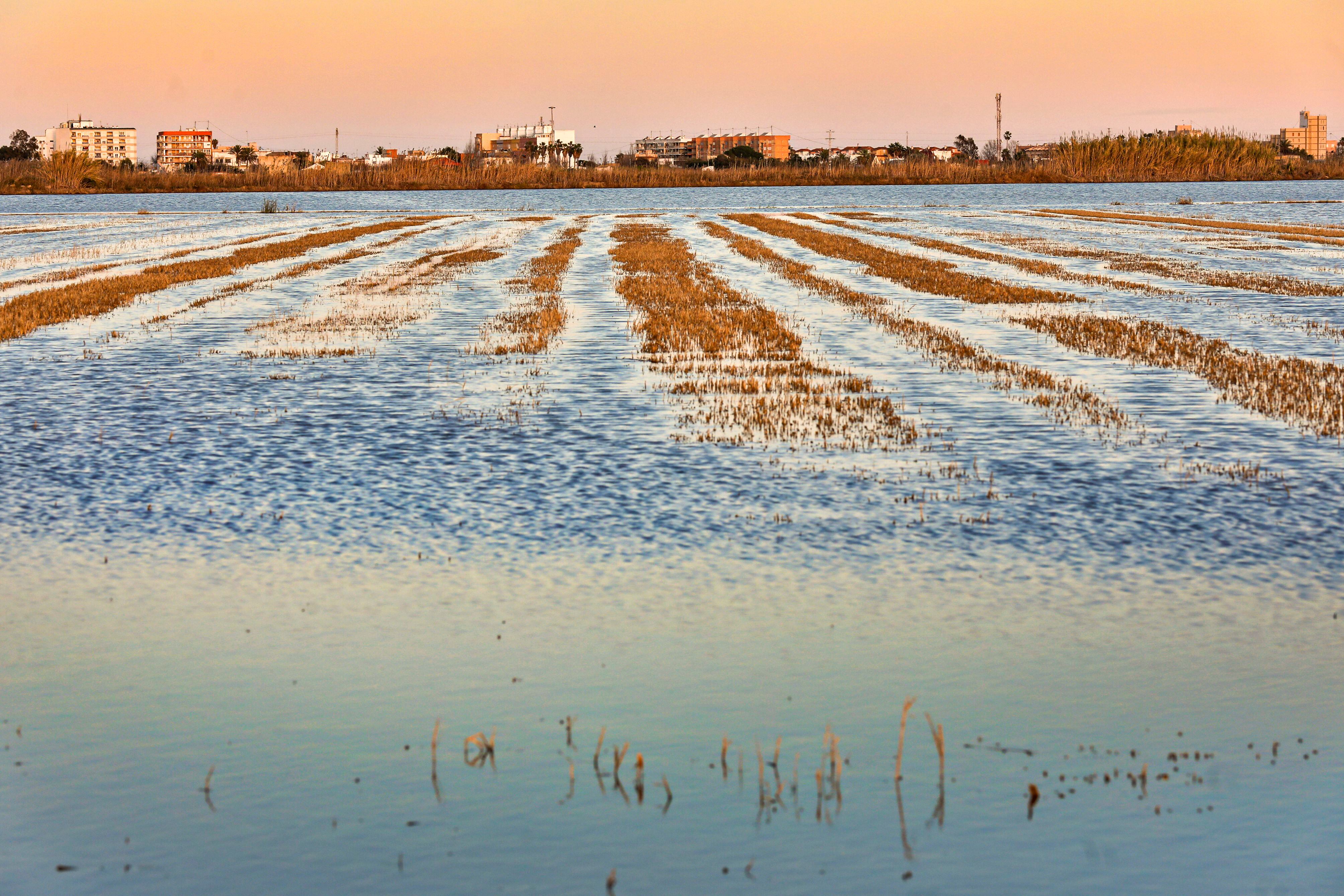 El Gobierno valenciano anuncia un recurso contra el Gobierno por el caudal ecológico de L’Albufera