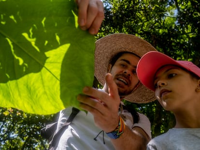 Lucas Posada  muestra la hoja de la planta Mafafa, comestible, en Medellín, Colombia.