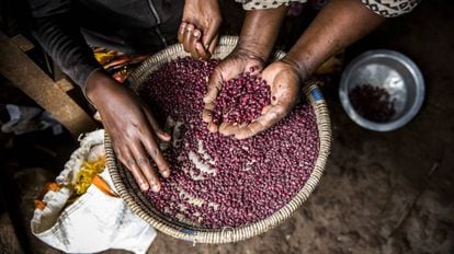 Una mujer coge un puñado de legumbres, en Kenia.