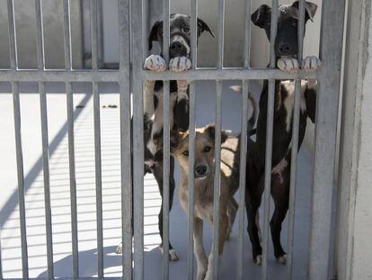 Tres perros del Centro de Protección Animal del Ayuntamiento de Madrid.