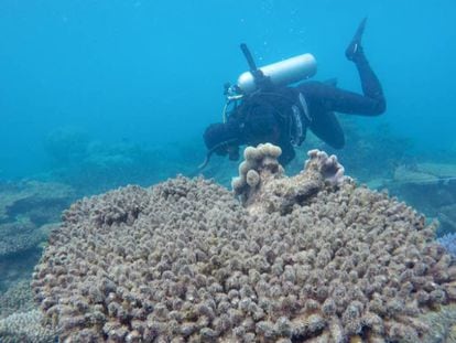 Un investigador examina los corales blanqueados.