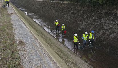 Operarios de Endesa efect&uacute;an trabajos de limpieza en el canal de Ser&oacute;s.