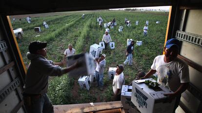 Agricultores mexicanos cosechan espinaca en la ciudad de Wllington, en el Estado de Colorado.