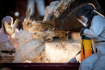 Trabajadores de  la Agencia Danesa para el Manejo de Emergencias matan y eliminan miles de pavos, tras la detección de aves infectadas con influenza aviar.