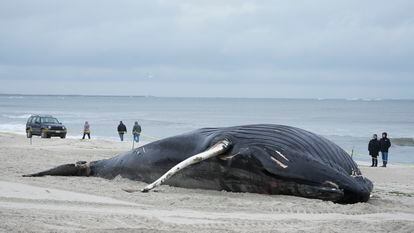 Una ballena muerta en Lido Beach, Nueva York.