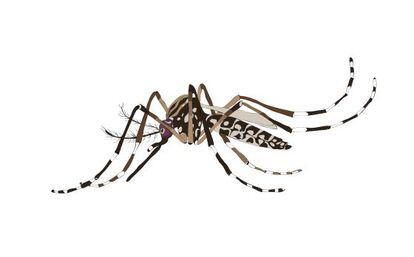 El mosquito Aedes aegypti, de la misma familia que el mosquito tigre, es transmisor del dengue y del chikunguña en América Latina.