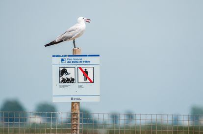 Una gaviota de Audouin posada sobre un cartel en el delta del Ebro (Tarragona).  