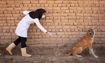 Un intento de vacunar a un perro contra la rabia.