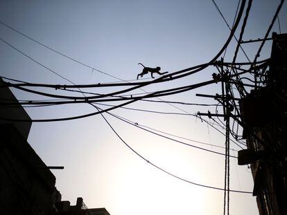 Un mono usa los cables eléctricos para cruzar una carretera muy transitada en Nueva Delhi (India).