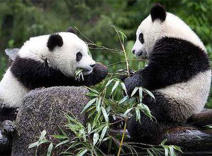 Dos ejemplares en el Centro de Investigación de Pandas Gigantes de Wolong en la provincia china de Sichuan.