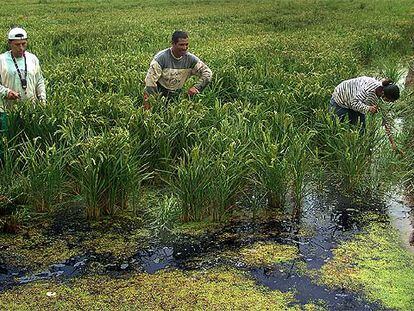 Tres jornaleros arracan malas hierbas en un arrozal del Delta del Ebro (Tarragona).